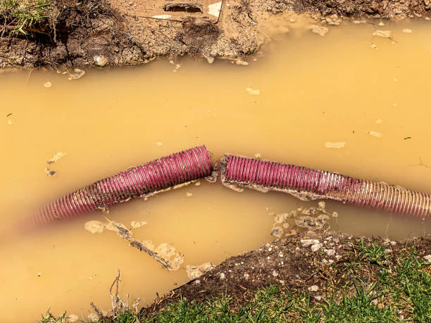 Best Water damage cleanup near me  in Pittsville, MD